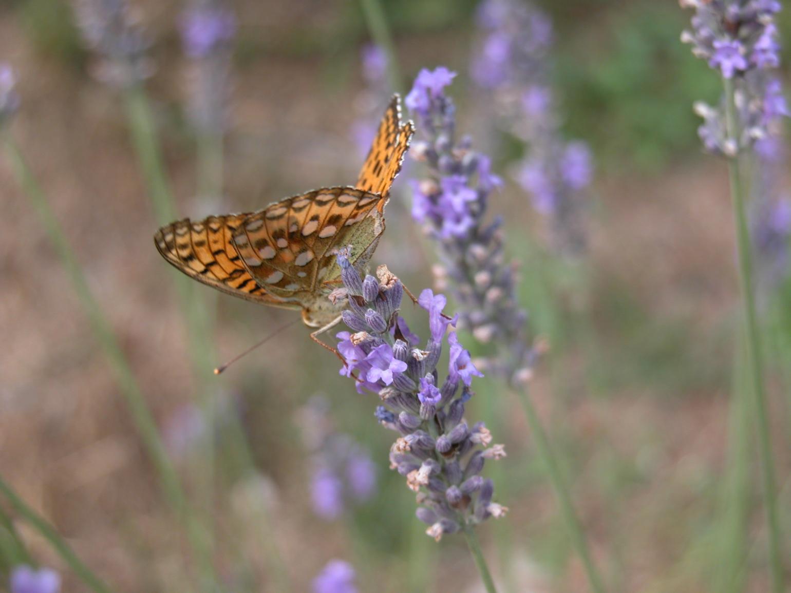 Lavender